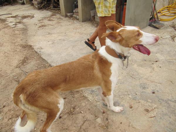 LASAnimal's tweet photo. https://t.co/dScGjpf58r RESCATADO #RAYO PRECIOSO PODENCO IBICENCO, Tb. d la perrera de Valencia ACOGIDA O ADOPCIÓN http://t.co/fZfZBGqfnD