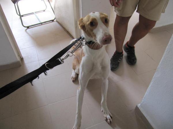 LASAnimal's tweet photo. https://t.co/dScGjpf58r RESCATADO #RAYO PRECIOSO PODENCO IBICENCO, Tb. d la perrera de Valencia ACOGIDA O ADOPCIÓN http://t.co/fZfZBGqfnD