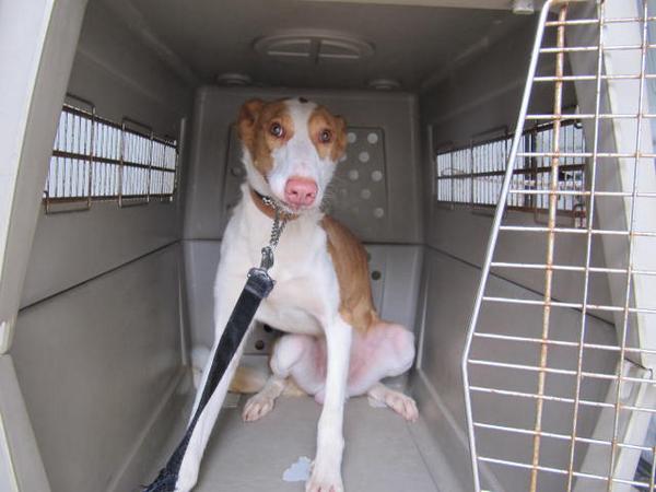 LASAnimal's tweet photo. https://t.co/dScGjpf58r RESCATADO #RAYO PRECIOSO PODENCO IBICENCO, Tb. d la perrera de Valencia ACOGIDA O ADOPCIÓN http://t.co/fZfZBGqfnD