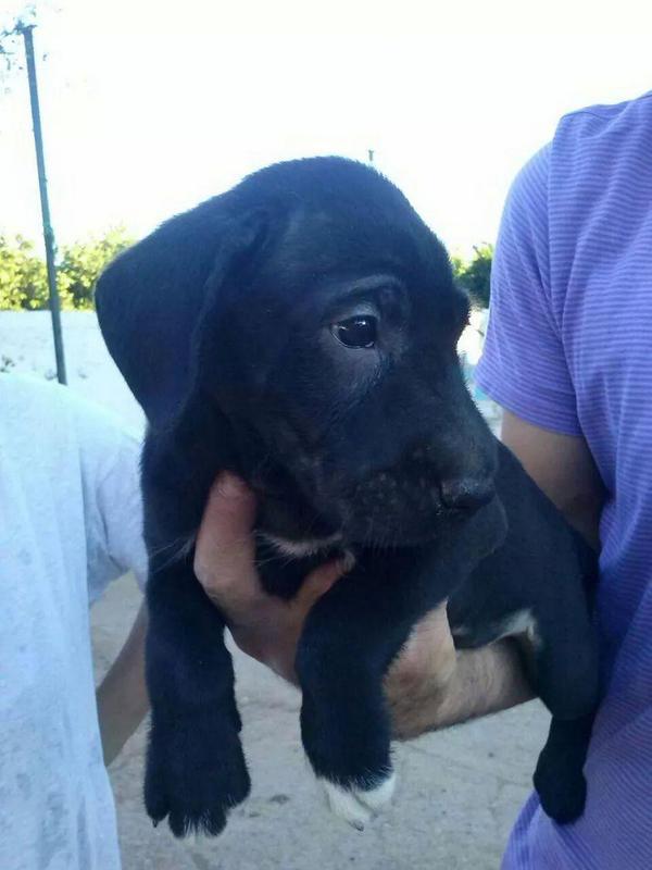 LASAnimal's tweet photo. https://t.co/rI9fNyg5SD #MORGAN 3 meses, mini labrador, ya totalmente recuperado del parvo, BUSCA HOGAR!! http://t.co/OmXSsUIFyI