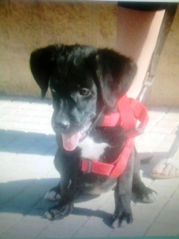 LASAnimal's tweet photo. https://t.co/rI9fNyg5SD #MORGAN 3 meses, mini labrador, ya totalmente recuperado del parvo, BUSCA HOGAR!! http://t.co/OmXSsUIFyI