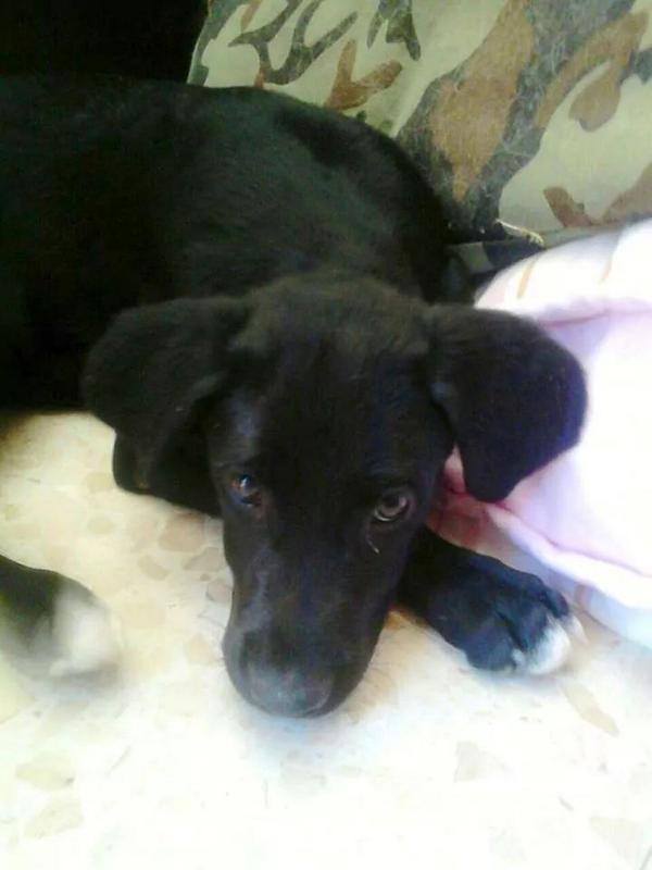 LASAnimal's tweet photo. https://t.co/rI9fNyg5SD #MORGAN 3 meses, mini labrador, ya totalmente recuperado del parvo, BUSCA HOGAR!! http://t.co/OmXSsUIFyI