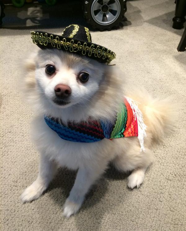 MarcNavs's tweet image. #BigDogSunday @AmyFreeze7 @ABC7NY  Yogi Navs from Woodbury, NY