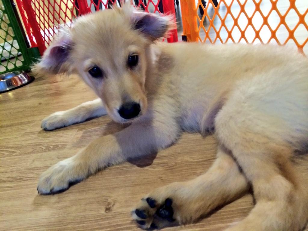 埋め込み画像への固定リンク