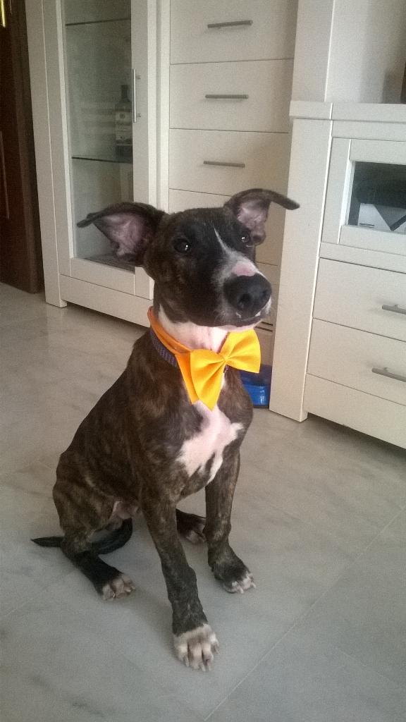 DulcesViajes's tweet photo. Se llama Ícaro, tiene 6 meses y es bueno y súper mimoso. Necesita acogida urgente o una familia para siempre! http://t.co/v5AxLuoSmW