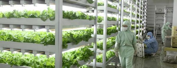 aleshammah's tweet photo. Japón abre una planta donde las lechugas crecen con luces LED via @red_chil

Found at http://t.co/6P4QhBSJKX http://t.co/iXtl1g50f0