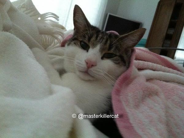 masterkillercat's tweet image. Hi #friends &amp;gt; no #catboxsunday today but Master loves &amp;gt; #catbedsunday ! :-) #love &amp;amp; #hugs to all &amp;gt; #cats #catlover