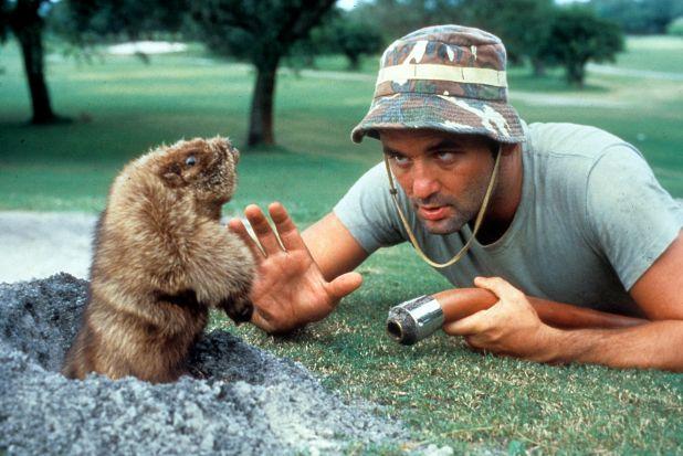 Cinderella Story: Happy 64th Birthday, Bill Murray. Photos:  Gunga galunga. 