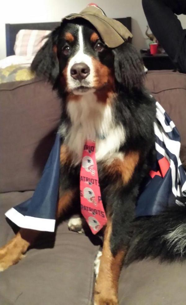 Heathy828's tweet image. Harvey digs the Pats! #PatriotsPETriot @Patriots