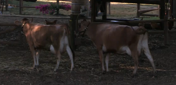 BBInquisitor's tweet photo. My #Utopia favs! ๐ฎ ๐ฎ #UtopiaLF http://t.co/r4zS7IONxw