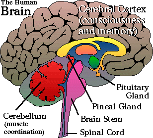 UncleAlbertsCk's tweet photo. This is your brain http://t.co/5DRpq3uQrX