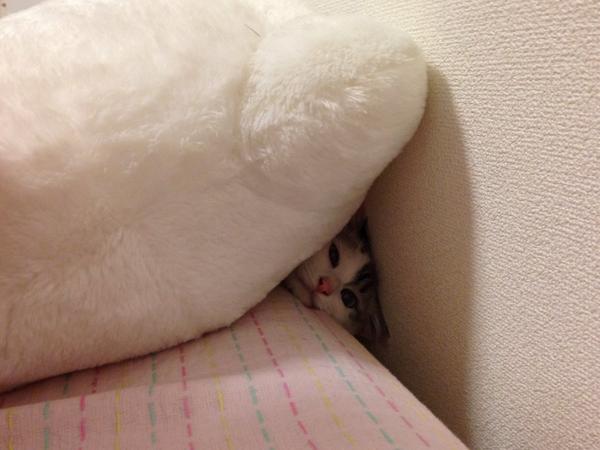 chis_2's tweet photo. 覗いてくる♡ http://t.co/OseKWnT3MP