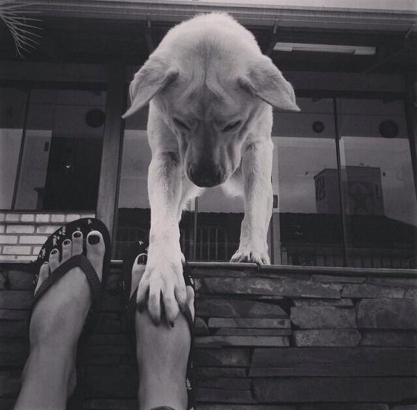 katysolberg's tweet photo. Cheguei em casa e recebi boas vindas dessa fofura 😍🐶 http://t.co/W6mRfSiSa7