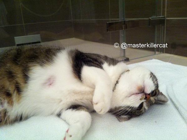 masterkillercat's tweet image. Good #sunday news: Peppino &amp;gt; #happycat !&amp;gt; Wounds almost healed, he feels much better. #cats #catlover &amp;lt; #hugs #kiss