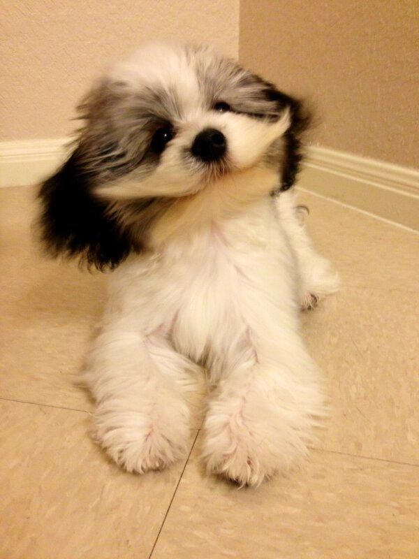 air_pet's tweet photo. @davidlehman Here come some great Pet pics from viral nova! Too cute!!!!!!!!!! Retweet and share! #PetsRule #leannj http://t.co/dUEoBbMtHm