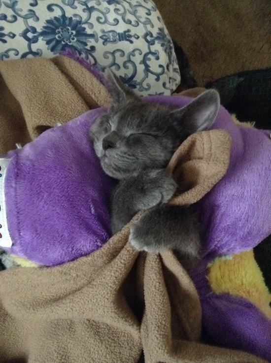 air_pet's tweet photo. @davidlehman Here come some great Pet pics from viral nova! Too cute!!!!!!!!!! Retweet and share! #PetsRule #leannj http://t.co/dUEoBbMtHm