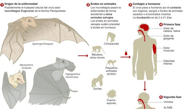 el_pais's tweet photo. Gráfico: Así es el ciclo del #ébola http://t.co/uqJTi4YQFy http://t.co/yDLmIc4TeA