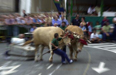 elmundoes's tweet photo. Bueyes vascos con speed. Les 'Chutan' para que ganen las competiciones de arrastre de piedras http://t.co/NQzi7zyqqX http://t.co/cF2Cke3xML