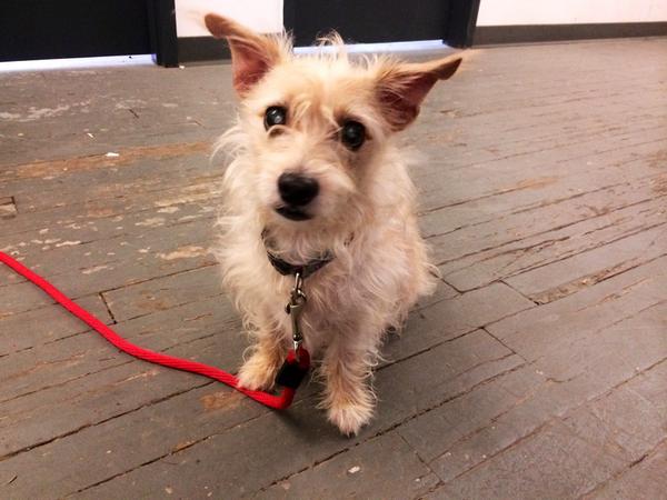 Shimmer_Star_'s tweet photo. My super cute little friend Marley is a partly blind rescue who is usually afraid of other dogs but loves me! http://t.co/NIrCEpItQR