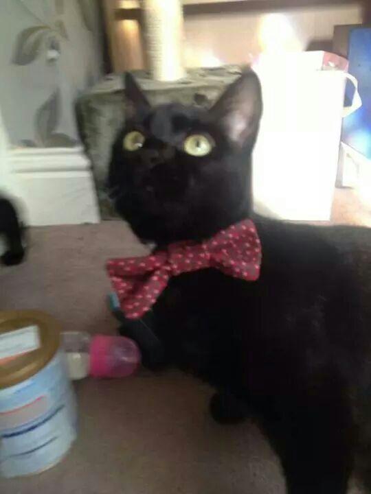 bad_bowties's tweet photo. http://t.co/34K4g80h0U