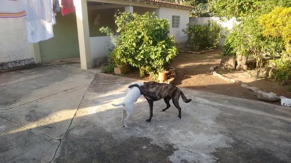 raphaelgui16's tweet image. Brincadeira de cachorro