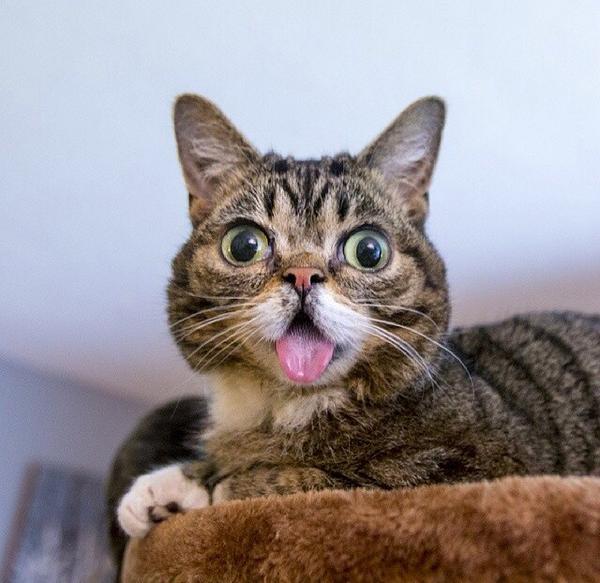 AshleyNHorne's tweet photo. RT if this is your cat. Please let me know what address to steal him from, thank you x http://t.co/faQRhCTnPp
