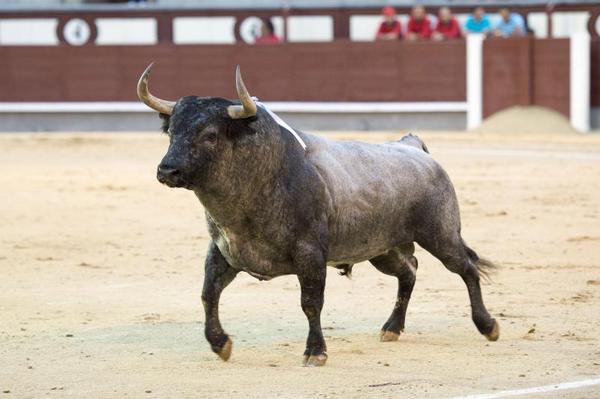 Alvaro_SPerez's tweet photo. malo, bueno o regular...pero es un TORO http://t.co/I1JfZ7dzUm