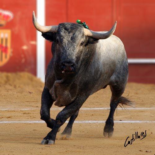 Grego_Garrido's tweet photo. Joaquin Sabina:
"No vayan a los toros si no quieren pero dejen de tocarnos los cojones"
#GrandeSabina. http://t.co/UdmJYfBJgp