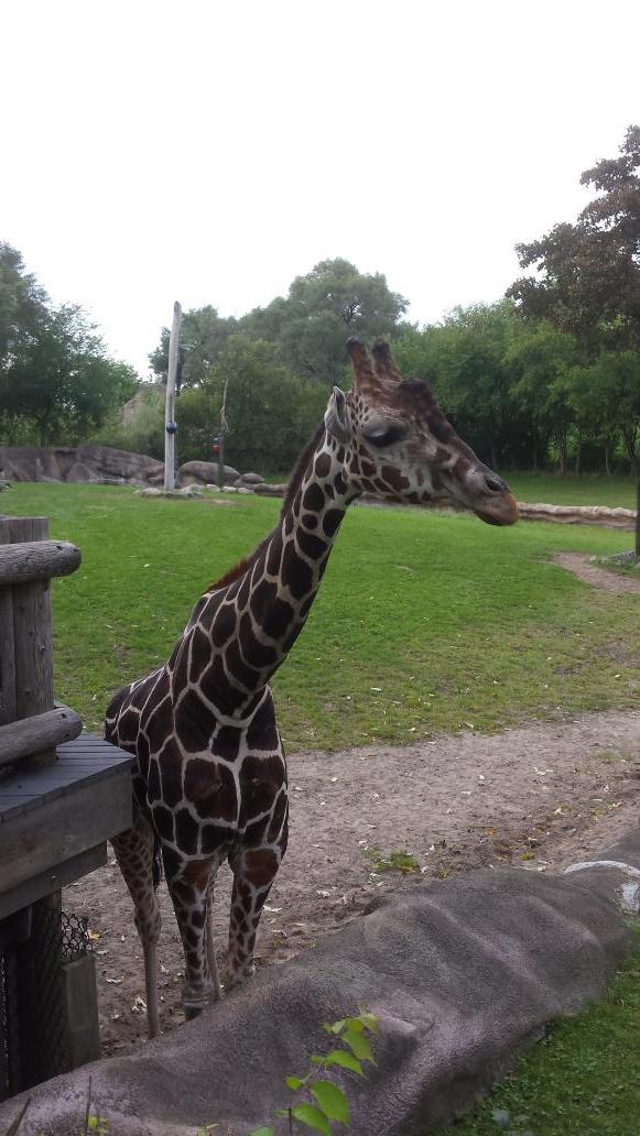 angieblu73's tweet photo. @detroitzoo, my boyfriend and I visited your zoo for the first time yesterday. We'll be back. I loved it. http://t.co/owlgE22m18