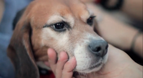Hyacinth39's tweet photo. #JoyOhJoy Research lab beagles,caged all their lives, rescued by Beagle Freedom Project http://t.co/8i89mziTne http://t.co/G4a3wosp2K