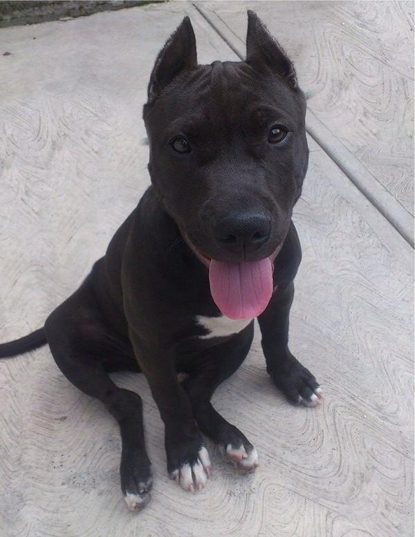 DogsPitbull's tweet photo. Que opinan de esta cachorrita!! http://t.co/tpZ0zTxQcX