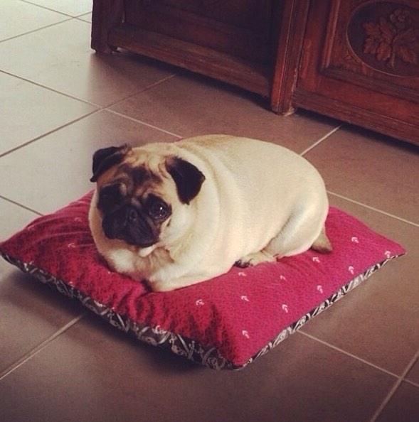very fat pug