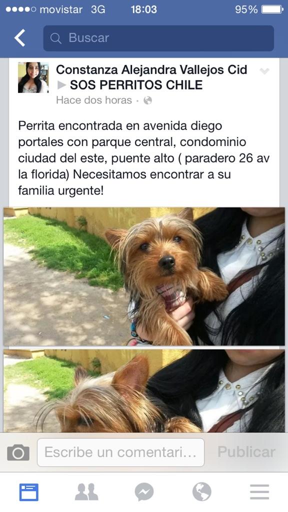 nachacostaguta's tweet photo. Perrita encontrada en puente alto! Se busca a su familia! Urgente http://t.co/CRjjaXOnAy