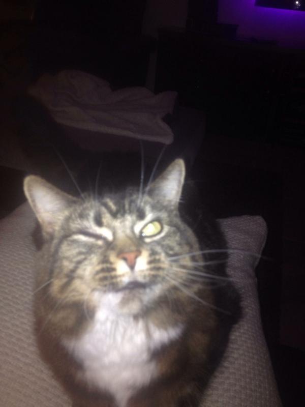noddy198's tweet image. Is my cat flirting with me? #player