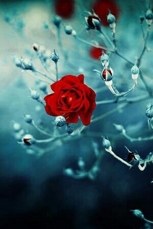 12332Salar's tweet photo. http://t.co/dn8HNTUFxr