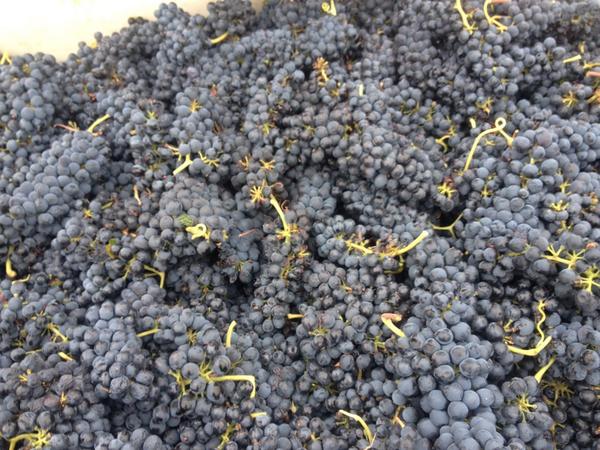 SYVWineClub's tweet image. Syrah!! Delicious!!! #wine #wineplaces #syvwineclub @alawine @vinojunky @SonomaVino @winewankers @cookiesinheaven
