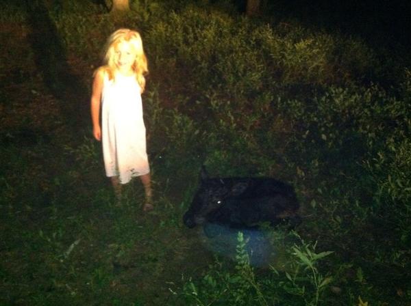 jimcollinsV's tweet image. Checking calves at midnight. So pleased when customers share pics like this! Training them right. @CollinsCattleAL