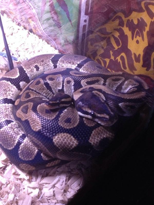 THE_SPARKPLUG's tweet image. My two ninjas laying together. #pythonlife #brotherlylove