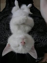 ANASSpider's tweet image. @loulitamorocco طب ليه كده... كده ليه طيب هههههههههه حعمل نفسي ميت تصبحي على خير هههه