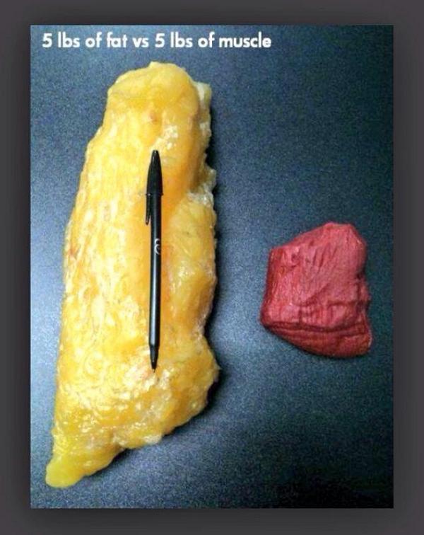 KSC_Barbell's tweet photo. 5 lbs of fat vs. 5 lbs of muscle #whyweworkout http://t.co/VyOwCWMtP8