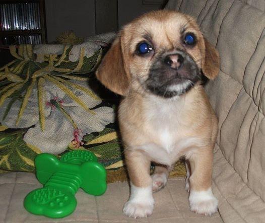 cwatt20's tweet photo. Soon to be member of the watson household 🙈🙉🙊 http://t.co/XUJg3oF38S