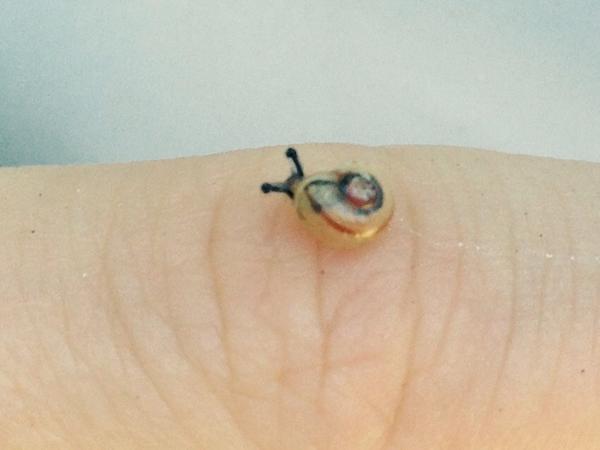 crapmikedoes's tweet photo. Josh rescued a baby snail. #escargot http://t.co/7f8rg4F2JO