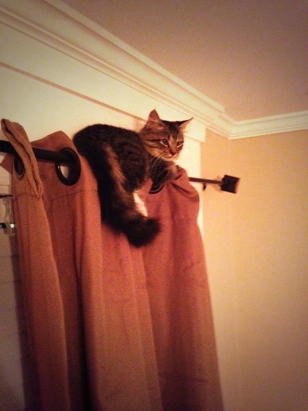 rachblock's tweet photo. A stray cat has managed to get inside our house and is hanging on top of my curtains SEND HELP NOW http://t.co/wMxuWbbkxF