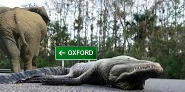 hedfudup's tweet photo. #RollTide http://t.co/Umi7cVjXr2
