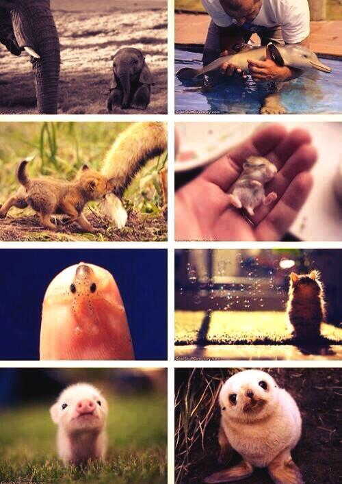 _Paisajes_'s tweet photo. No importa la especie, los bebés siempre serán los más hermosos. http://t.co/gXDJRbWZ9X