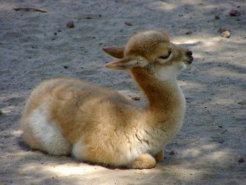 Cute Animal Pictures on Twitter: Cute Animal Pictures on Twitter:
