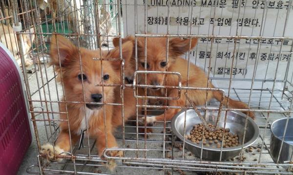 teresa611's tweet photo. 이제 겨우 4-5개월/2kg/암수/남매로 추정되는 어린 유기견 두마리에요. 전염병에 노출된, 안락사가 있는 시보호소 케이지에 있습니다. 책임감있는 입양,임보처 절실해요ㅠㅠ010-4354-0686(문자주세요) http://t.co/LD00aBpBNe