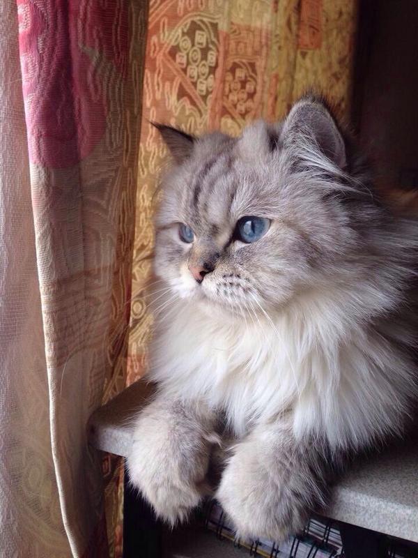 The Cult Cat (@elverojaguar) on Twitter photo 