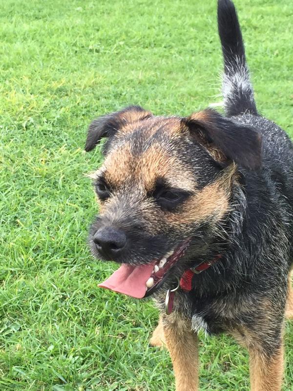 debfaz's tweet photo. @Tyrrell77 mawning I've had a gud weekend thanx I did lots of zoomies in the park http://t.co/LbtzpvQrJH