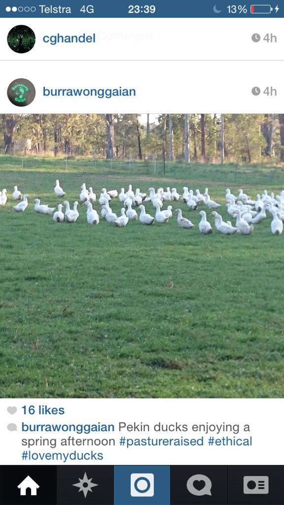 Corys_Vue's tweet photo. “@FIMeat: I love these ducks @BurrawongGaian @Vuedemonde @CircaThePrince @AshlyHicks @Corys_Vue http://t.co/JbprkG3RLu” so do I